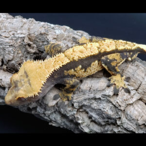 Tecunis and Baffin Crested Geckos
