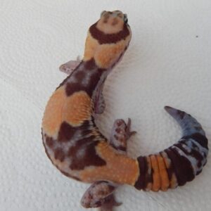 Female het ghost het patty AFT