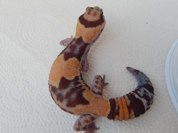 Female het ghost het patty AFT