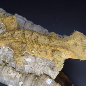 Besi Orange Male Crested Gecko