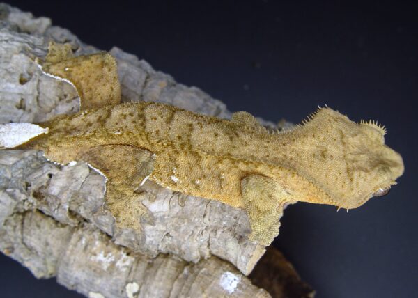 Besi Orange Male Crested Gecko