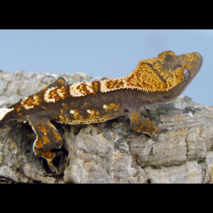 Baccara Unsexed Dark based Crested Gecko