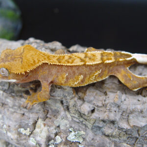 Havarl Crested Gecko