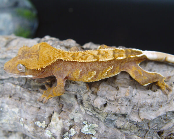 Havarl Crested Gecko