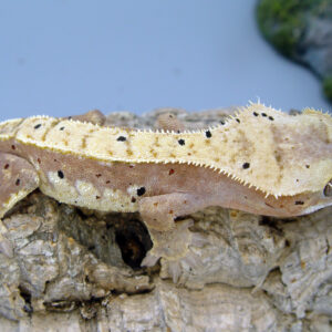 Puck Pink Harlequin with Dal Spots Male