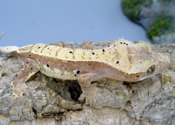 Puck Pink Harlequin with Dal Spots Male