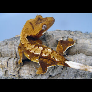 Etowah Probable Male Red Harlequin
