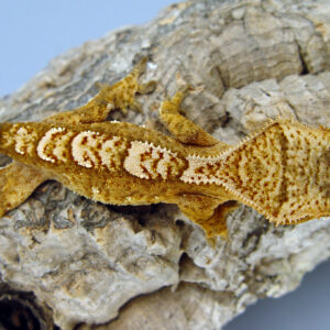 Fornax probable male orange based harlequin crested gecko