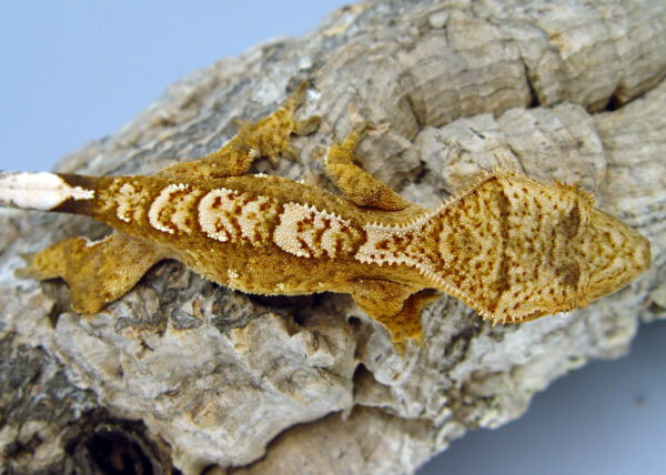 Fornax probable male orange based harlequin crested gecko