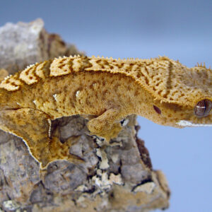 Jovian orange based harlequin crested gecko