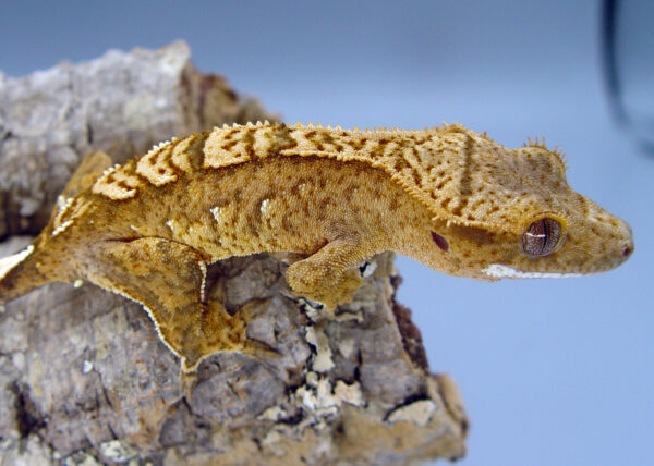 Jovian orange based harlequin crested gecko