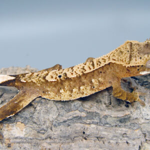 Rohrvir probable female orange harlequin crested gecko