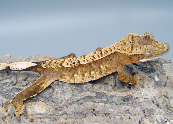 Rohrvir probable female orange harlequin crested gecko