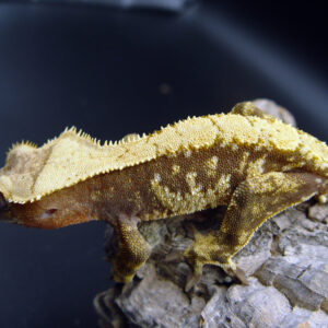 Coffeen male crested gecko