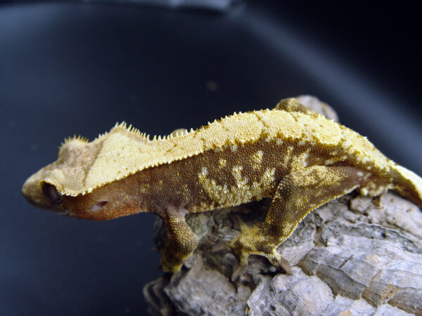 Coffeen male crested gecko