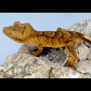 Dottie Tiger Crested Gecko