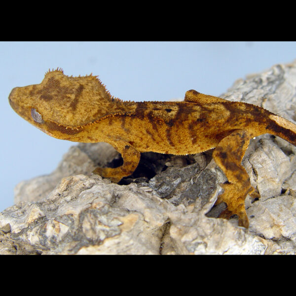 Dottie Tiger Crested Gecko