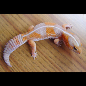 Unity Amel Female Fat tail