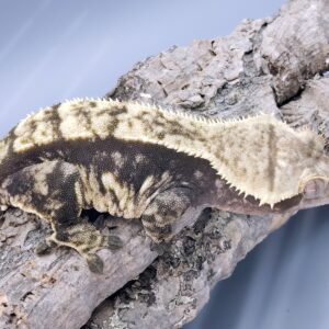 Marilla RTB Female Pinstripe Crested Gecko