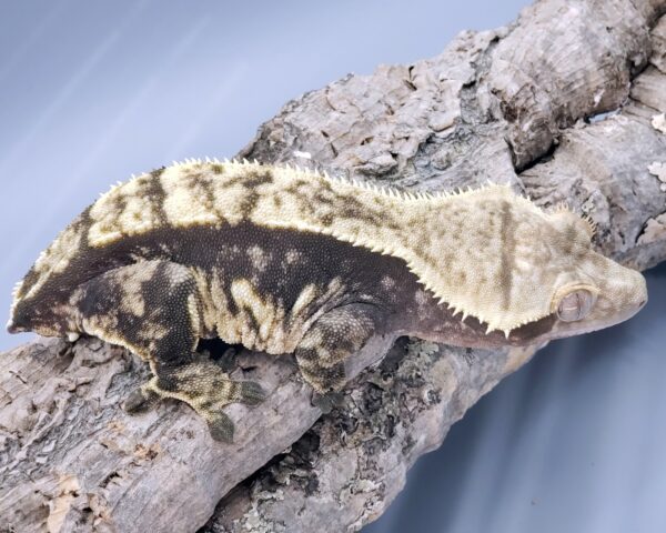 Marilla RTB Female Pinstripe Crested Gecko
