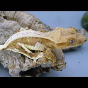 Phyden Male Orange Lilly White