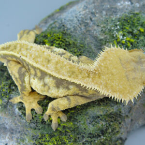 Kaffir Adult Female Harlequin Crested Gecko
