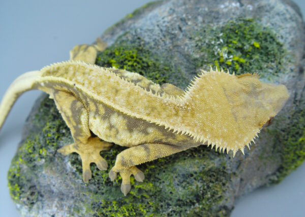 Kaffir Adult Female Harlequin Crested Gecko