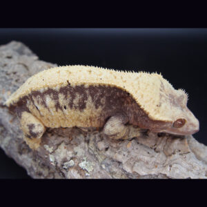 Sweet Pea Adult Female Solid Dorsal