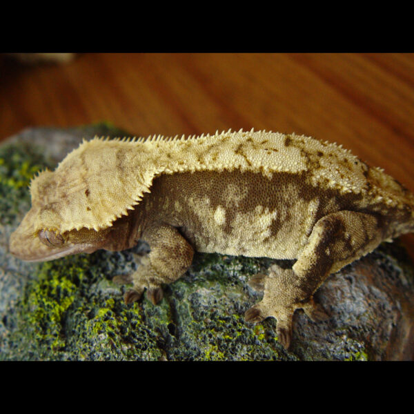 Vitrol RTB Female Red Harlequin