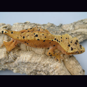 Saucier red male Superdalmatian