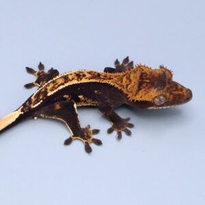 Joba 5 gram gecko HuAt053022