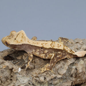 Acacia young male crested gecko