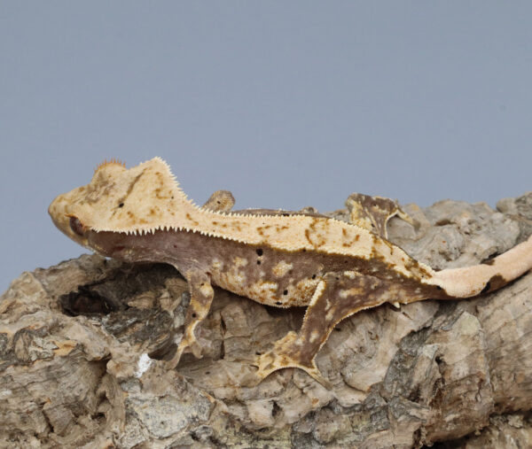 Acacia young male crested gecko