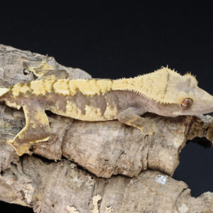 Orlind TeGe112521 Lavender Male