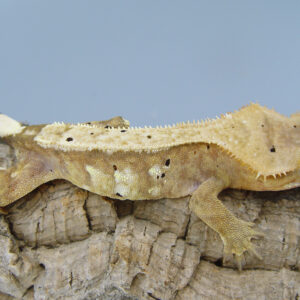 Rowle Orange Based Male Crested