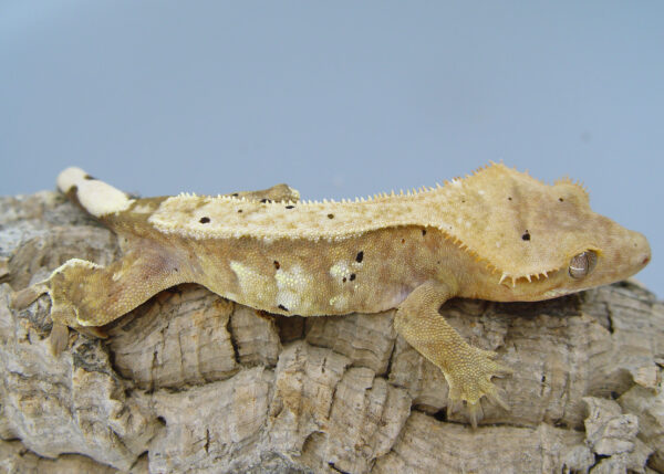 Rowle Orange Based Male Crested
