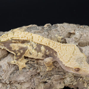 Pollux Extreme Harlequin Pinstripe Female