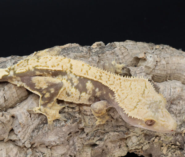 Pollux Extreme Harlequin Pinstripe Female