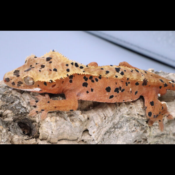 Saucier male red superdal