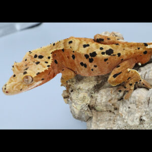 Panaria Red Superdal male