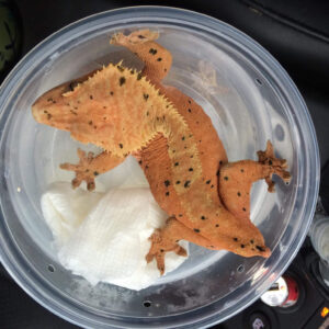 Pet Only Female Dalmatian