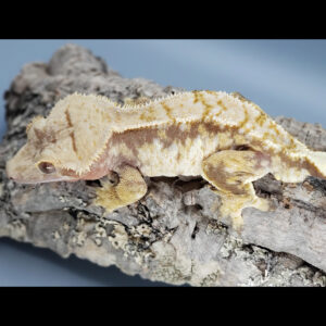 Borage Red Tricolor Male Huge Head