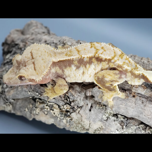 Borage Red Tricolor Male Huge Head