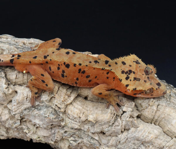 Haumea Red Superdalmatian Male