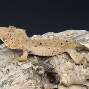 Baylen Red Base Red Spotted Dalmatian male