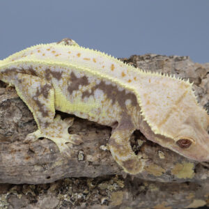 Black Forest Lav Lilly White Female