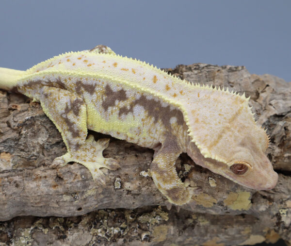 Black Forest Lav Lilly White Female