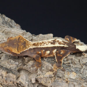 Sable "Lynx" 15g female