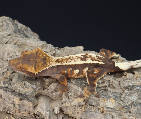 Sable "Lynx" 15g female