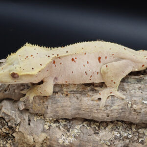 "Kleiber" Female Red Spot Dalmatian